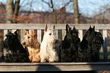 SCOTTISH TERRIER 154